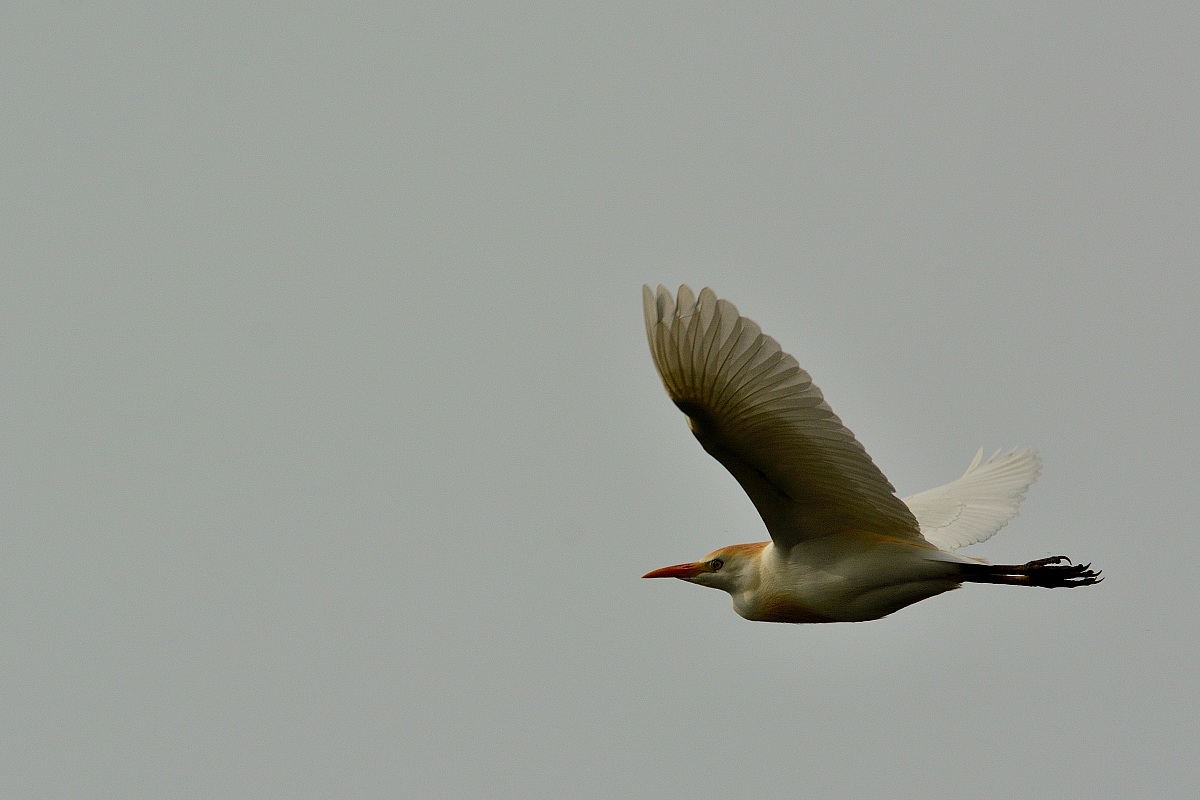 Heron Egret