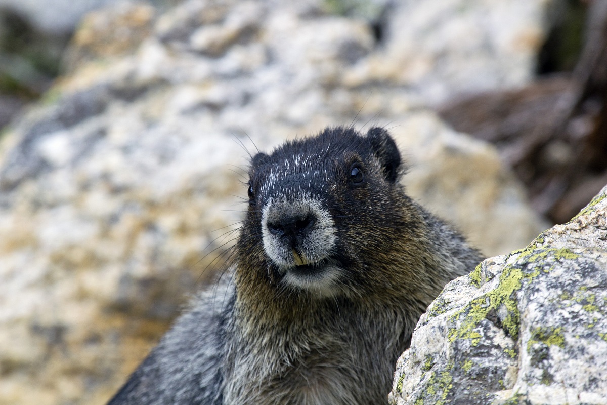 marmot