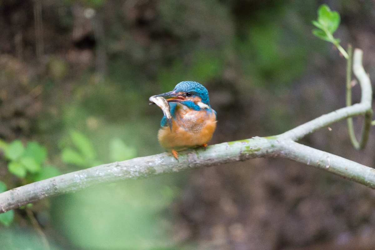 Kingfisher