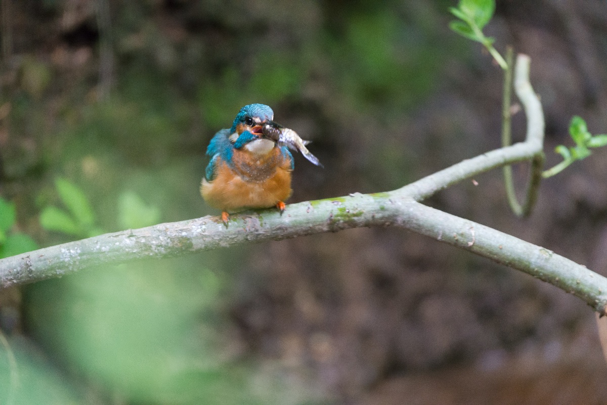 Kingfisher