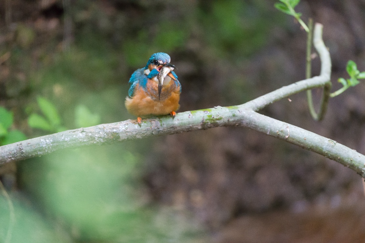 Kingfisher
