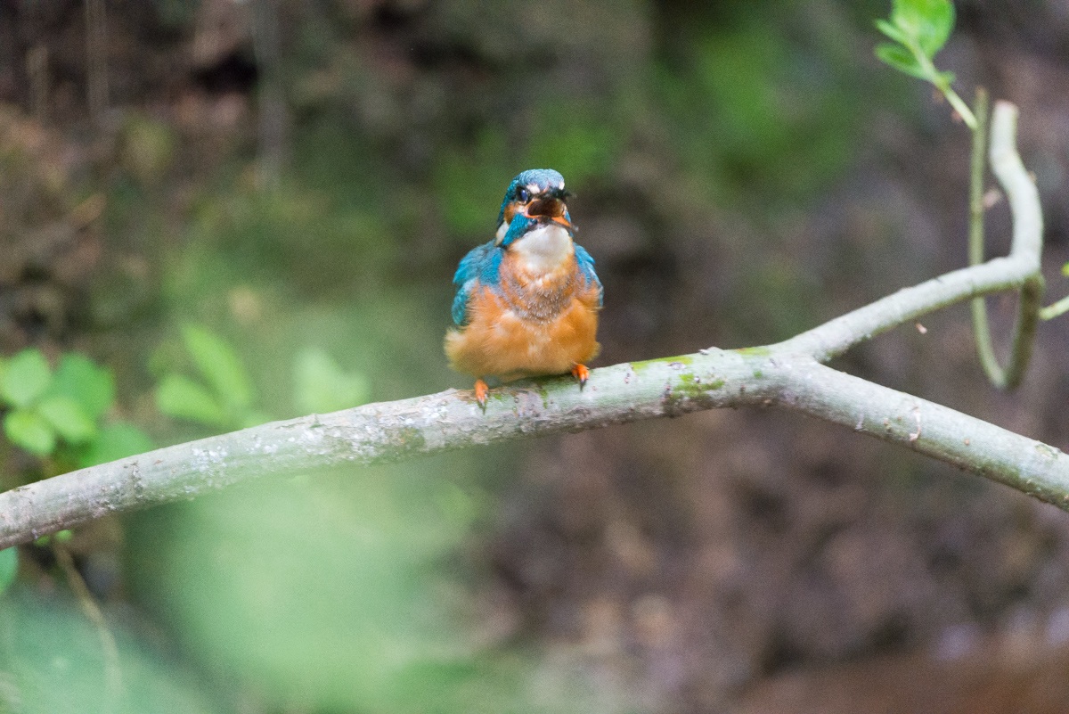 Kingfisher