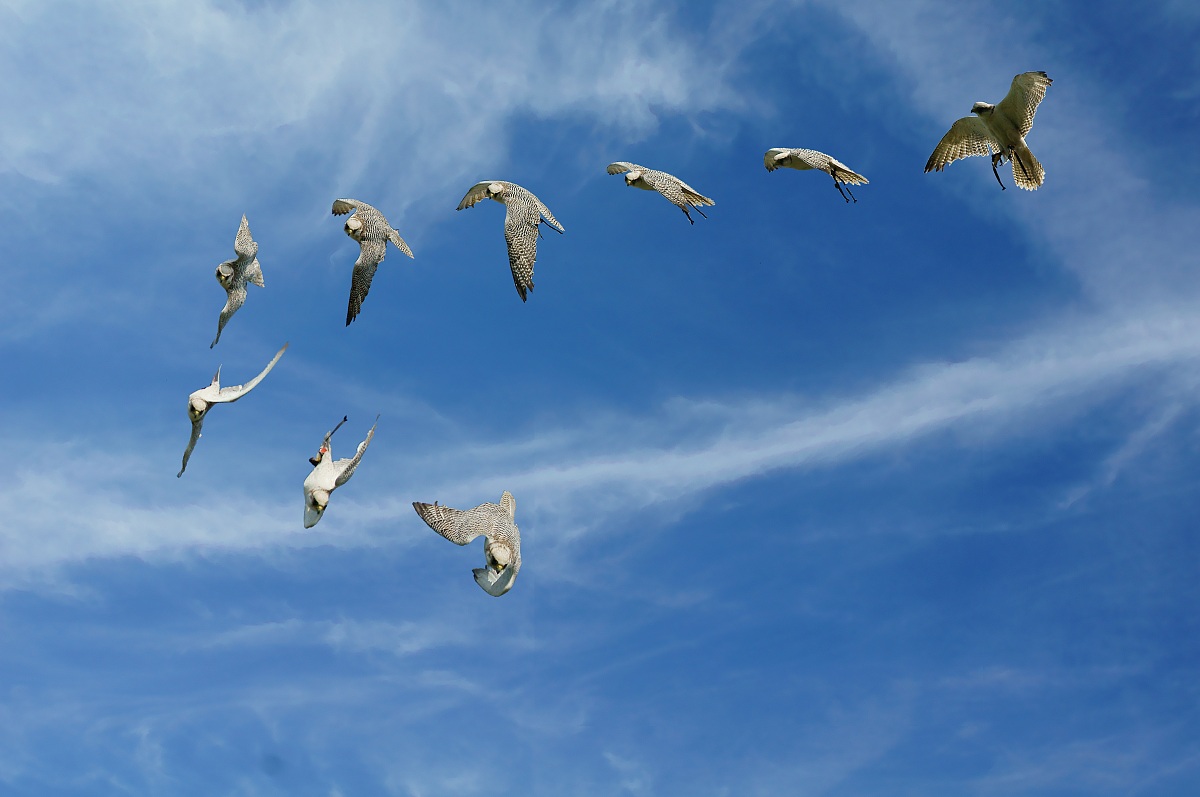 the flight of the falcon