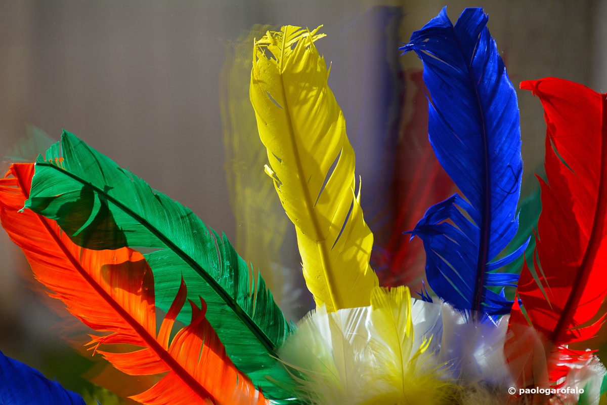 Feathers and reflections