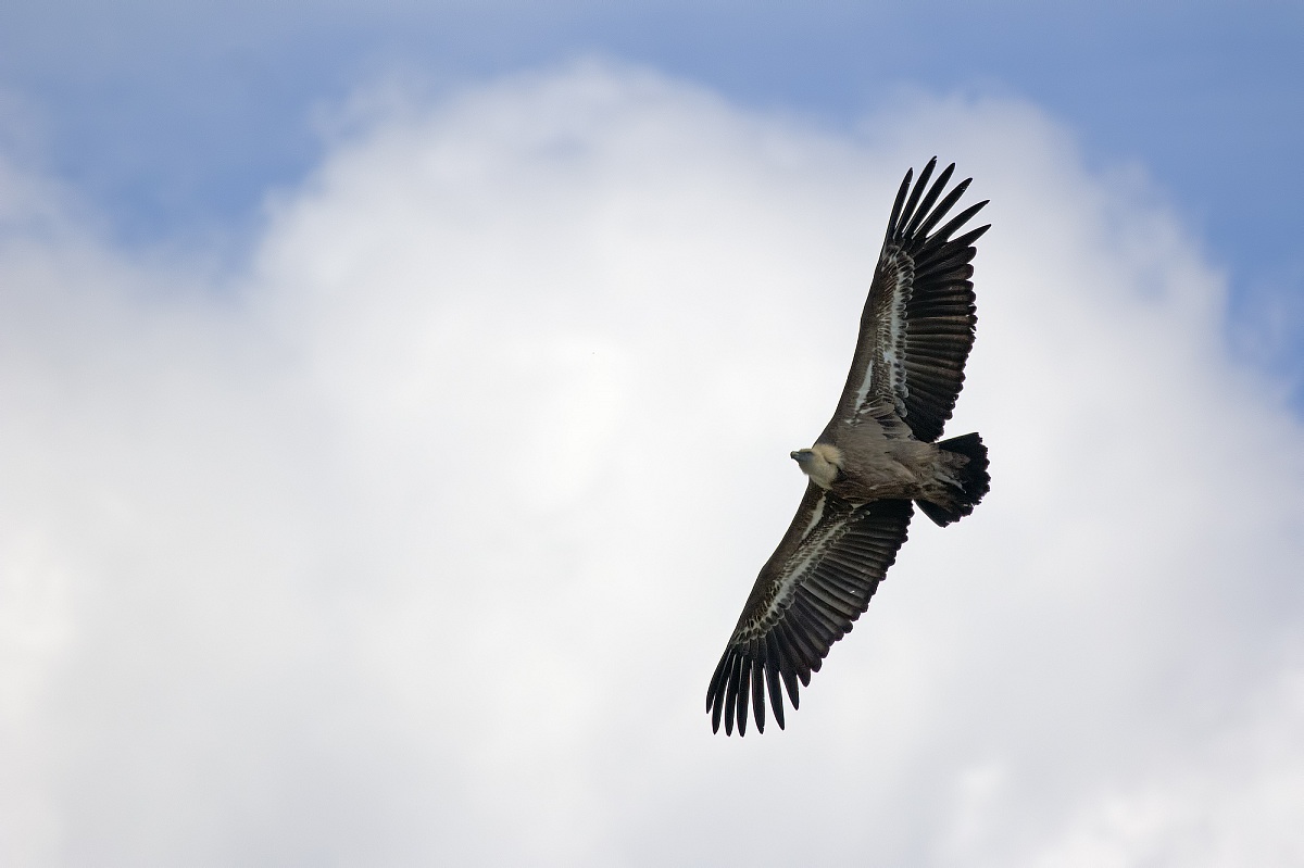 grifone tra le nuvole