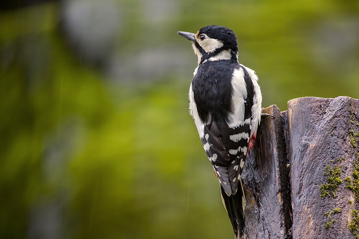 picchio rosso maggiore