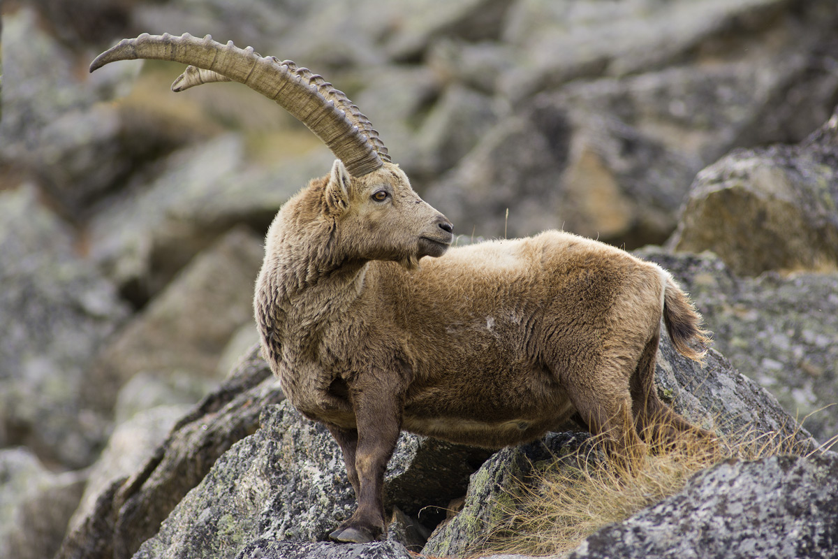 Ibex