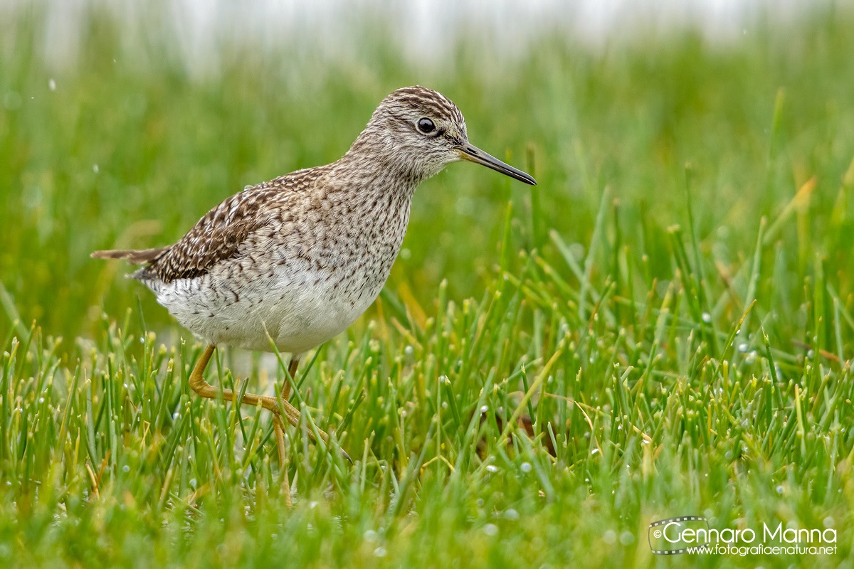 Piro piro boschereccio