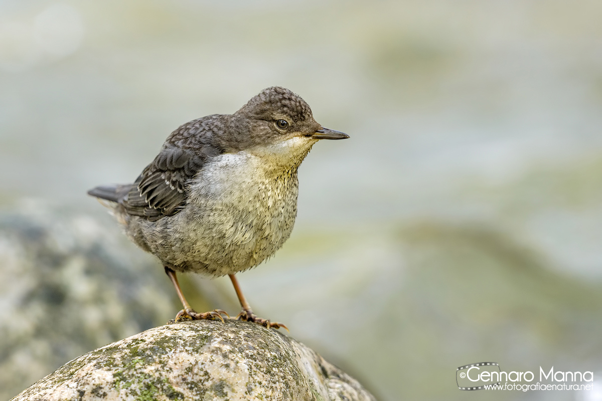 Dipper