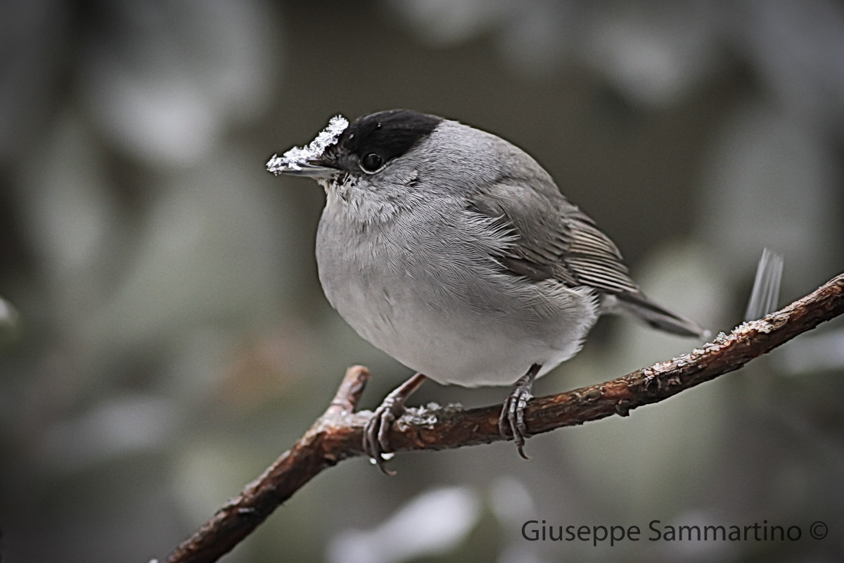 blackcap in the Snow