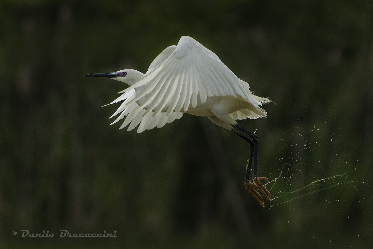 Stacco della garzetta