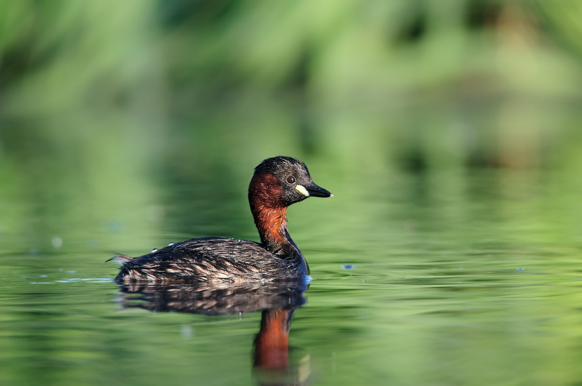 Little Grebe