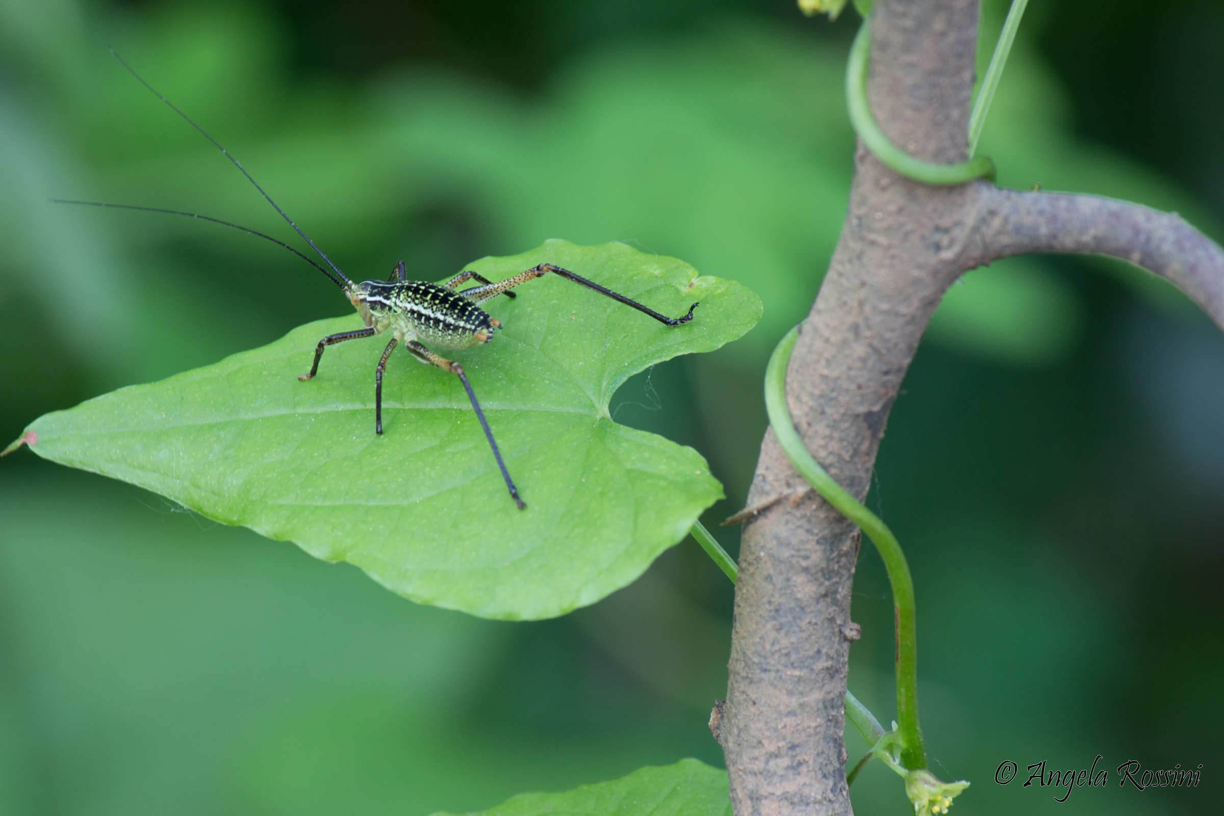 Insetto antipatico...