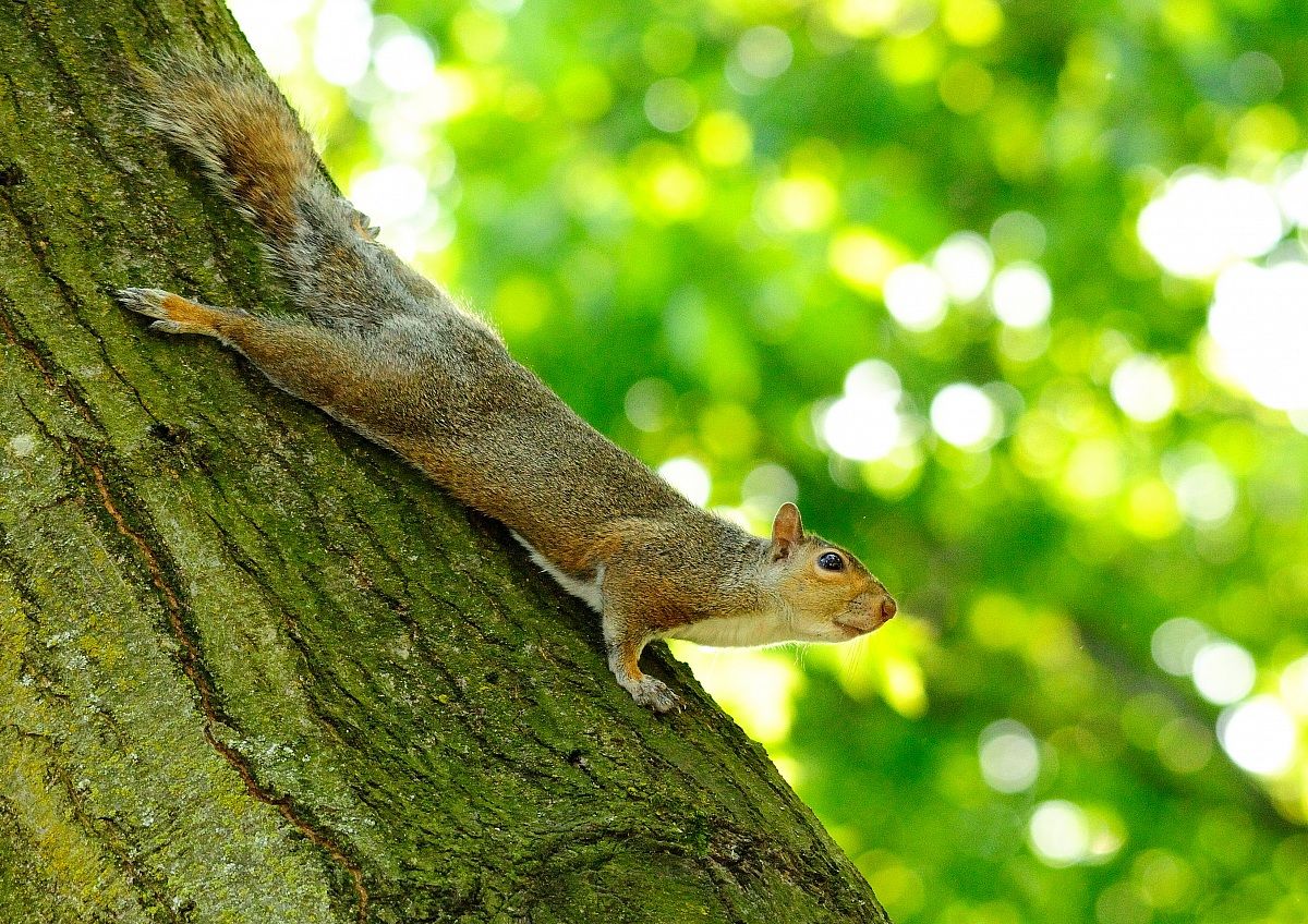squirrel stretching