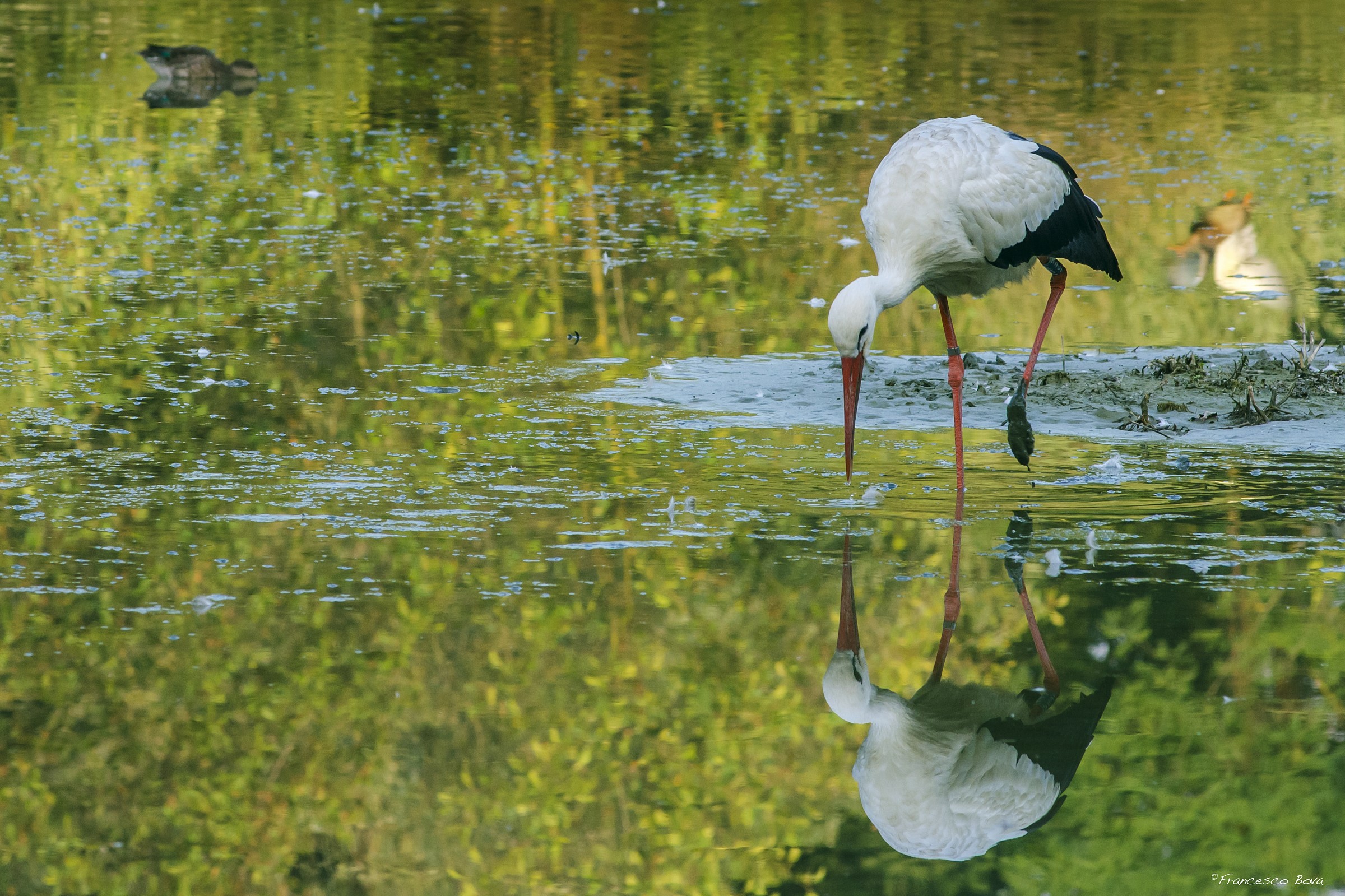 Stork in the mirror