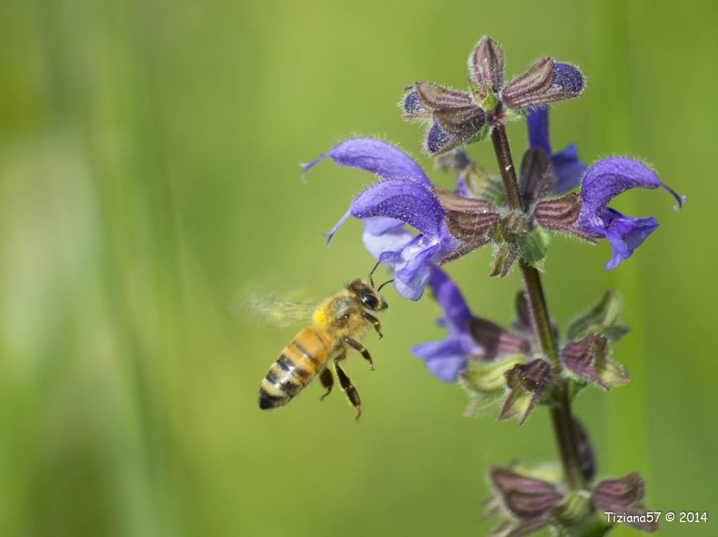 Buzzing here and there