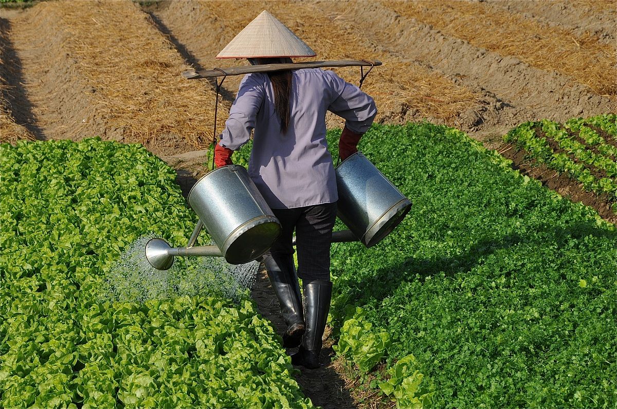 Vietnam, watering