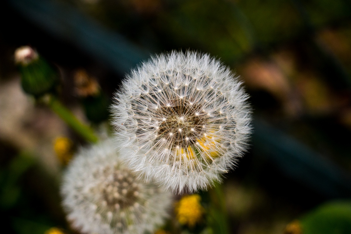 Dandelion