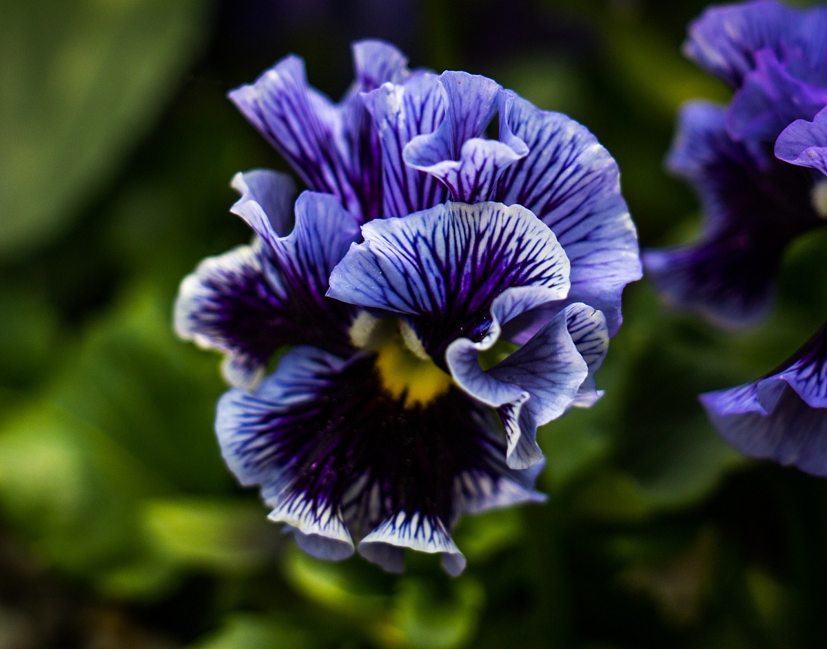 Pansy flower
