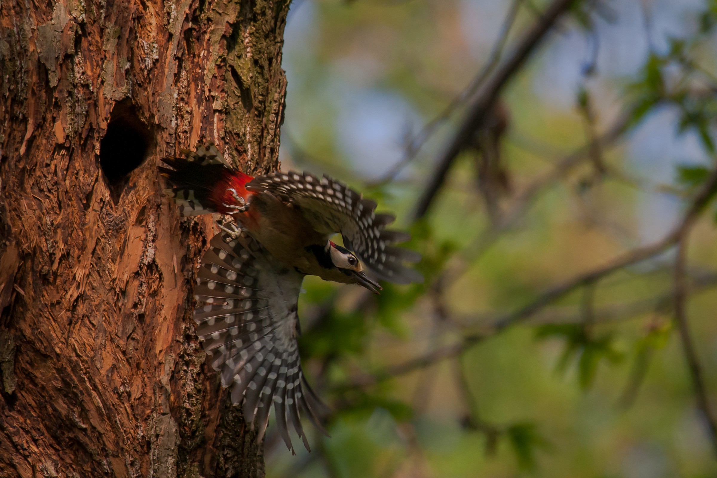 the fledging of the woodpecker