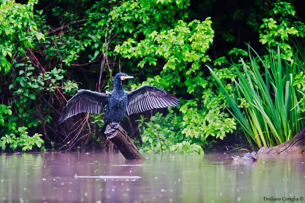Cormorant