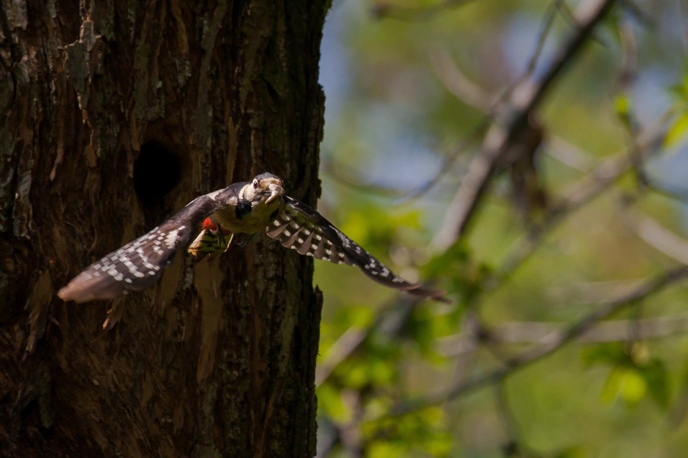 the fledging Woodpecker 3