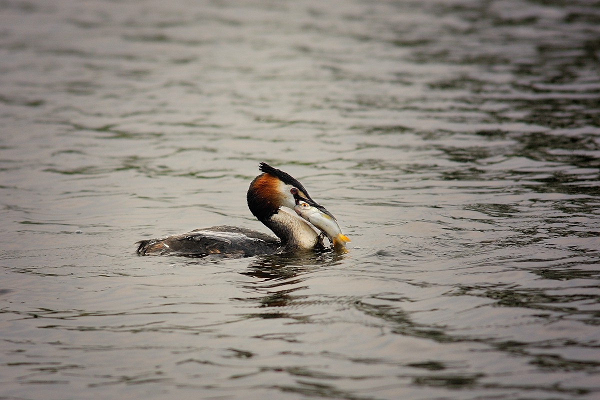 Great Crested Grebe