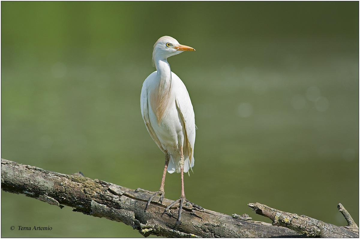 Cattle Egret Bubulcus ibis