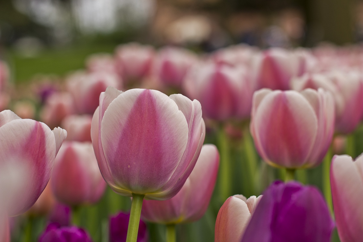 Pink tulips