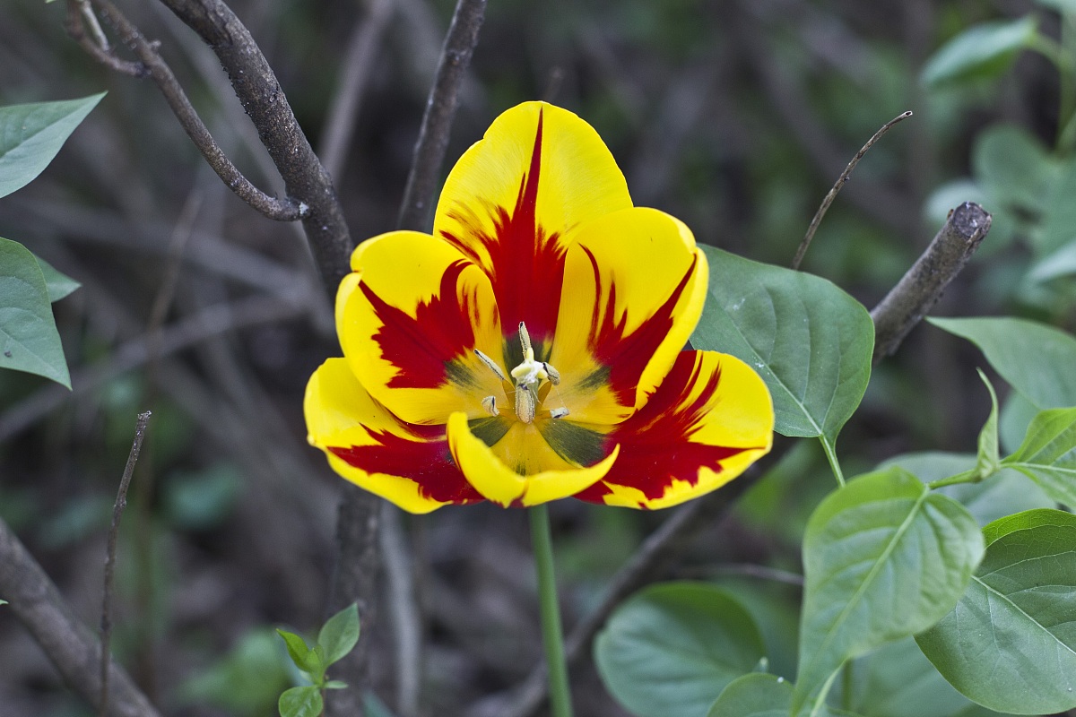 Yellow and red tulip