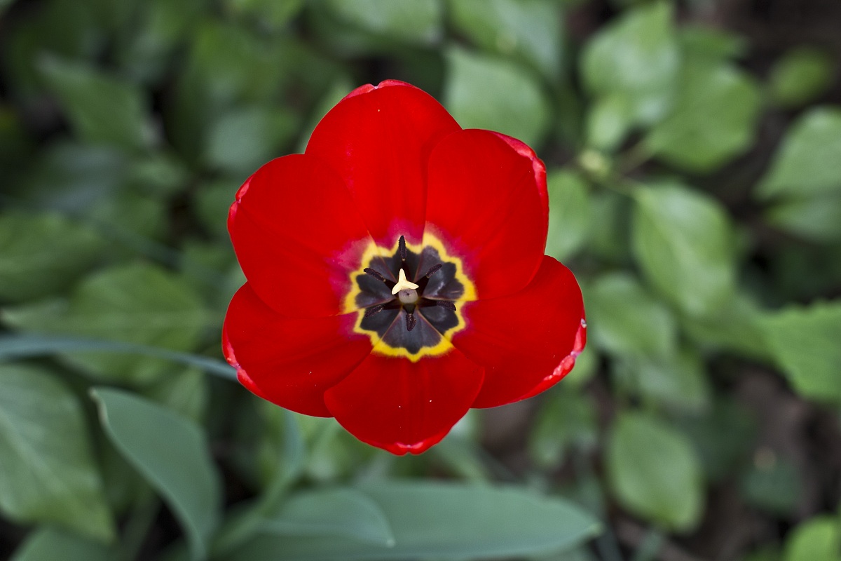 Red tulip