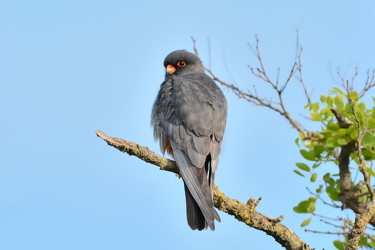 Male Red-footed Falcon.