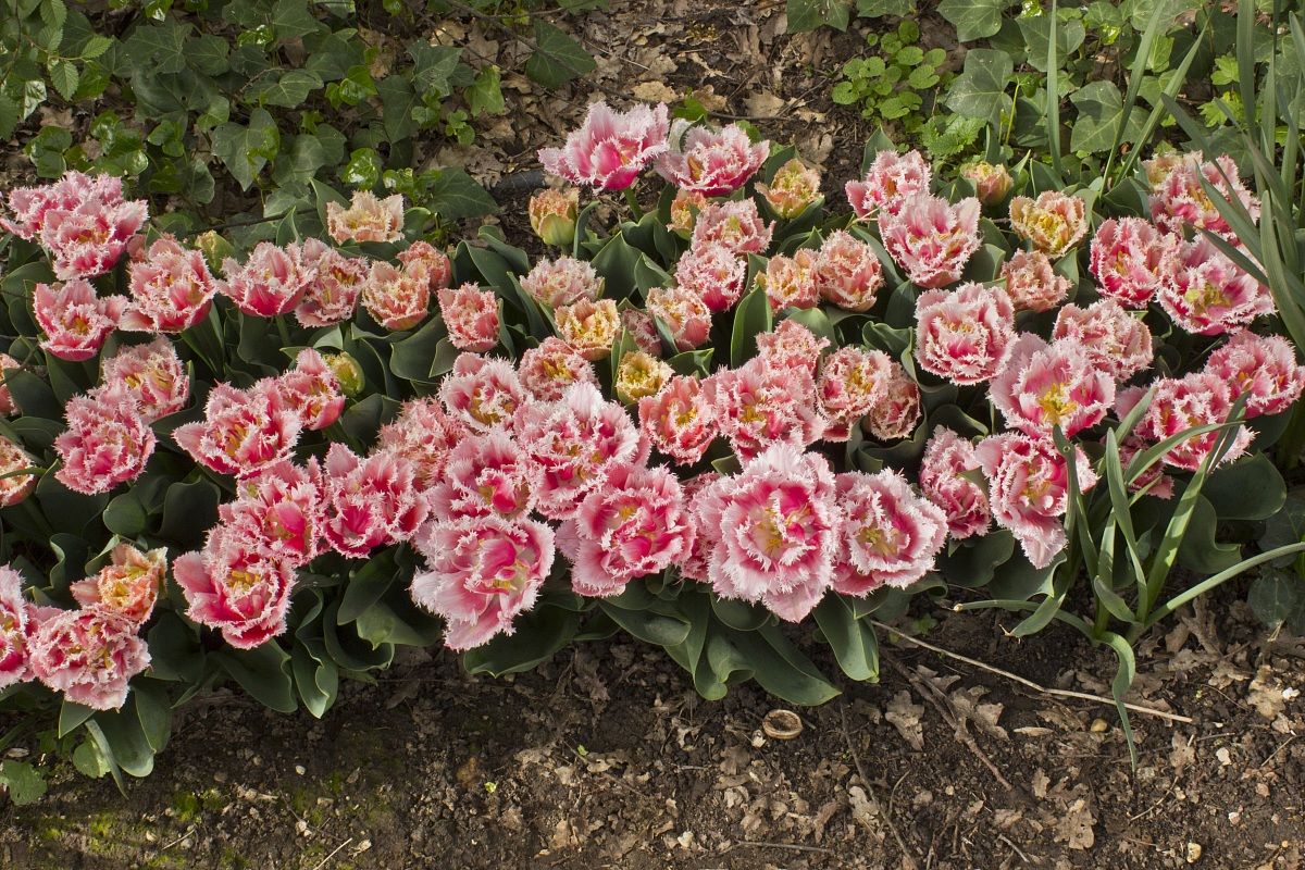 Tulips in white lace