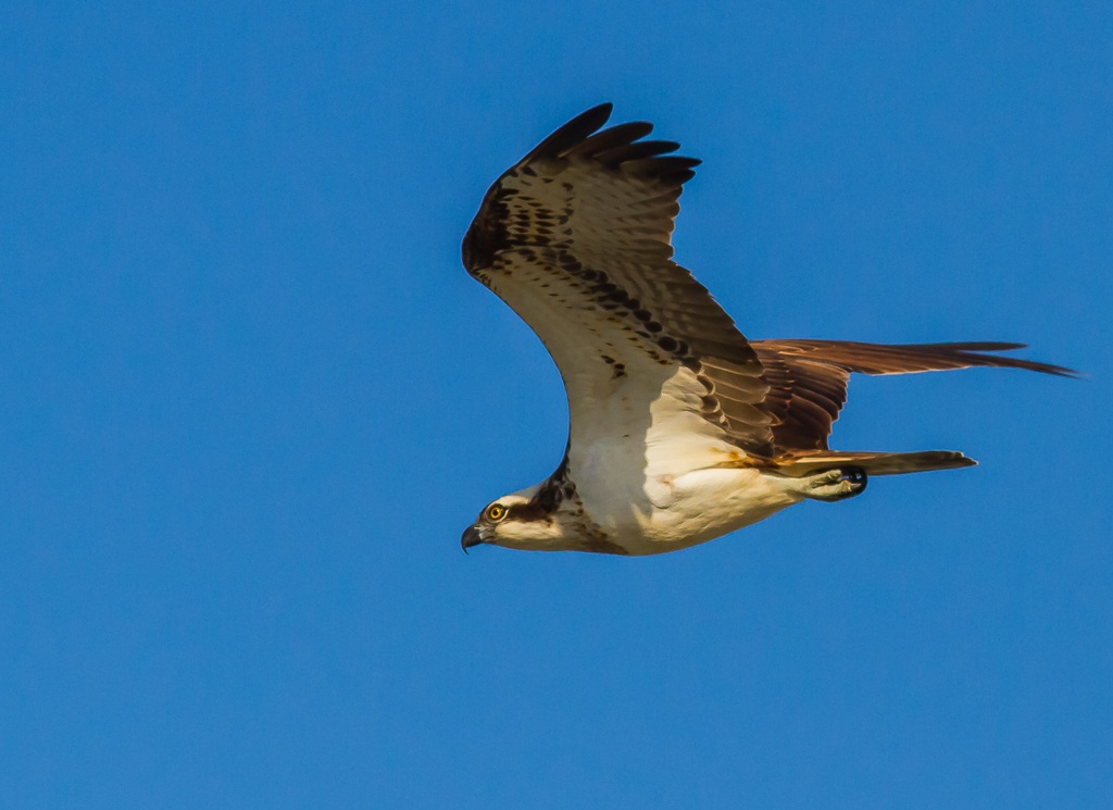 Osprey