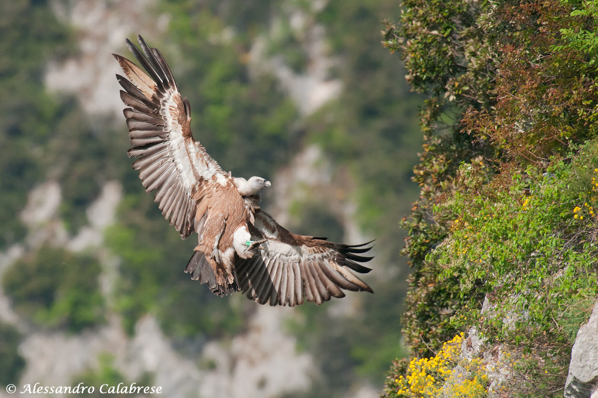 Grifone in fase di atterraggio
