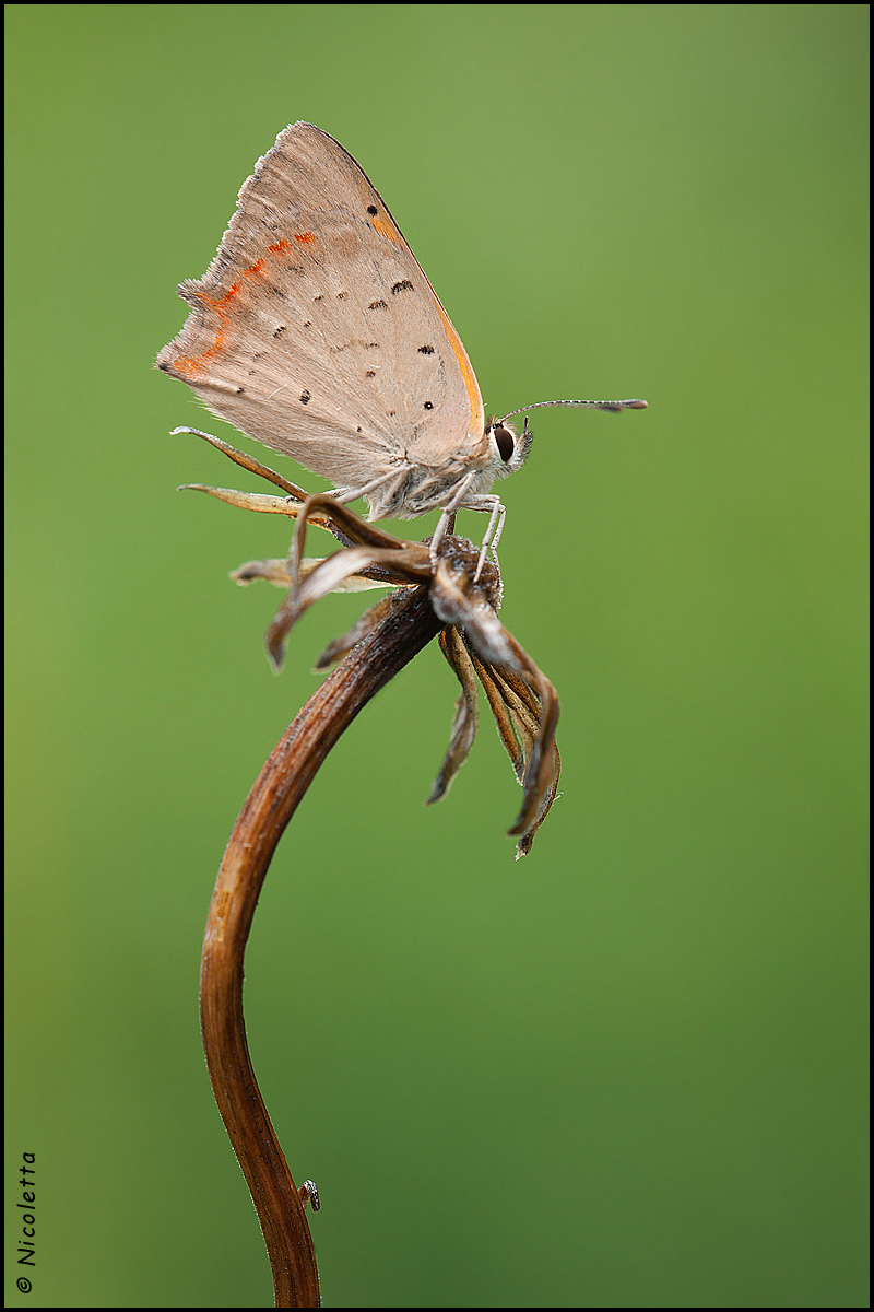Lycaena Phlaeas
