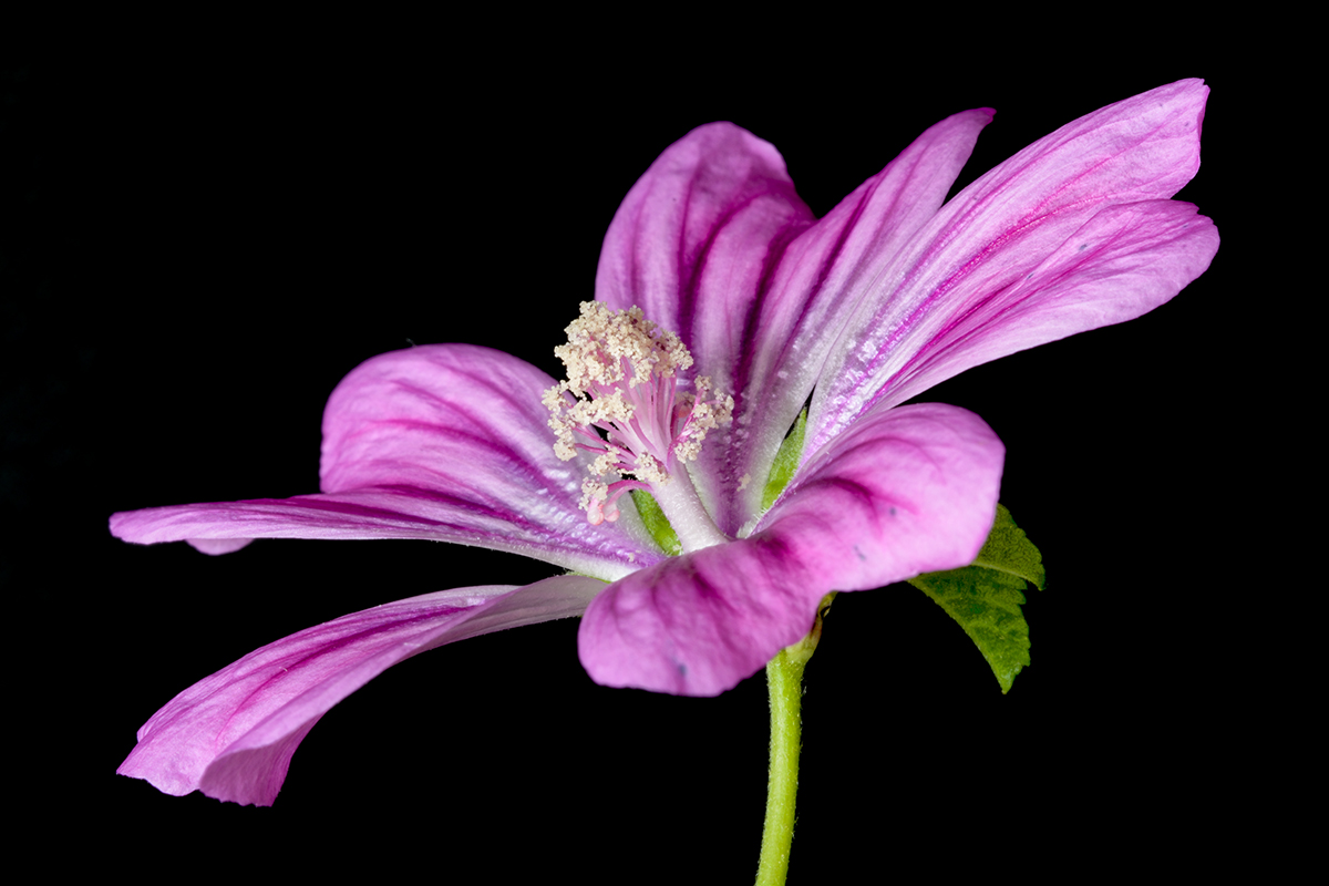 Fiore di Malva