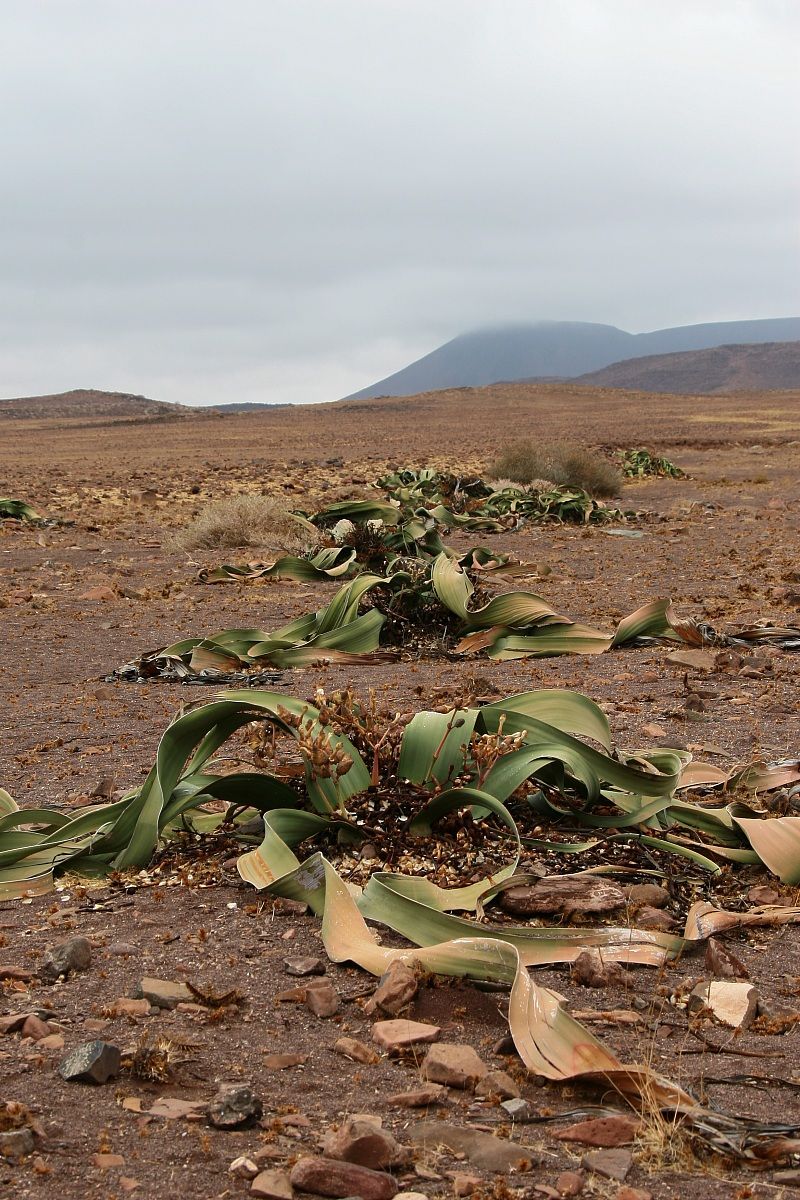 Welwitschia mirabilis