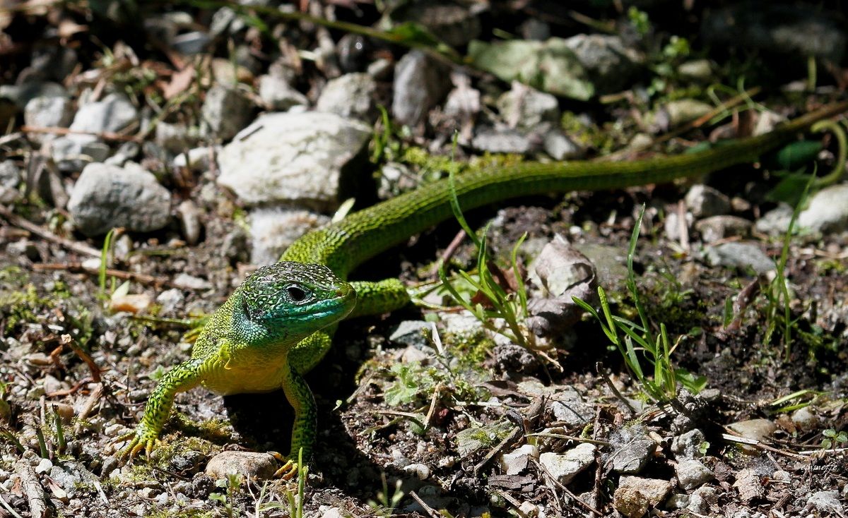 Green lizard