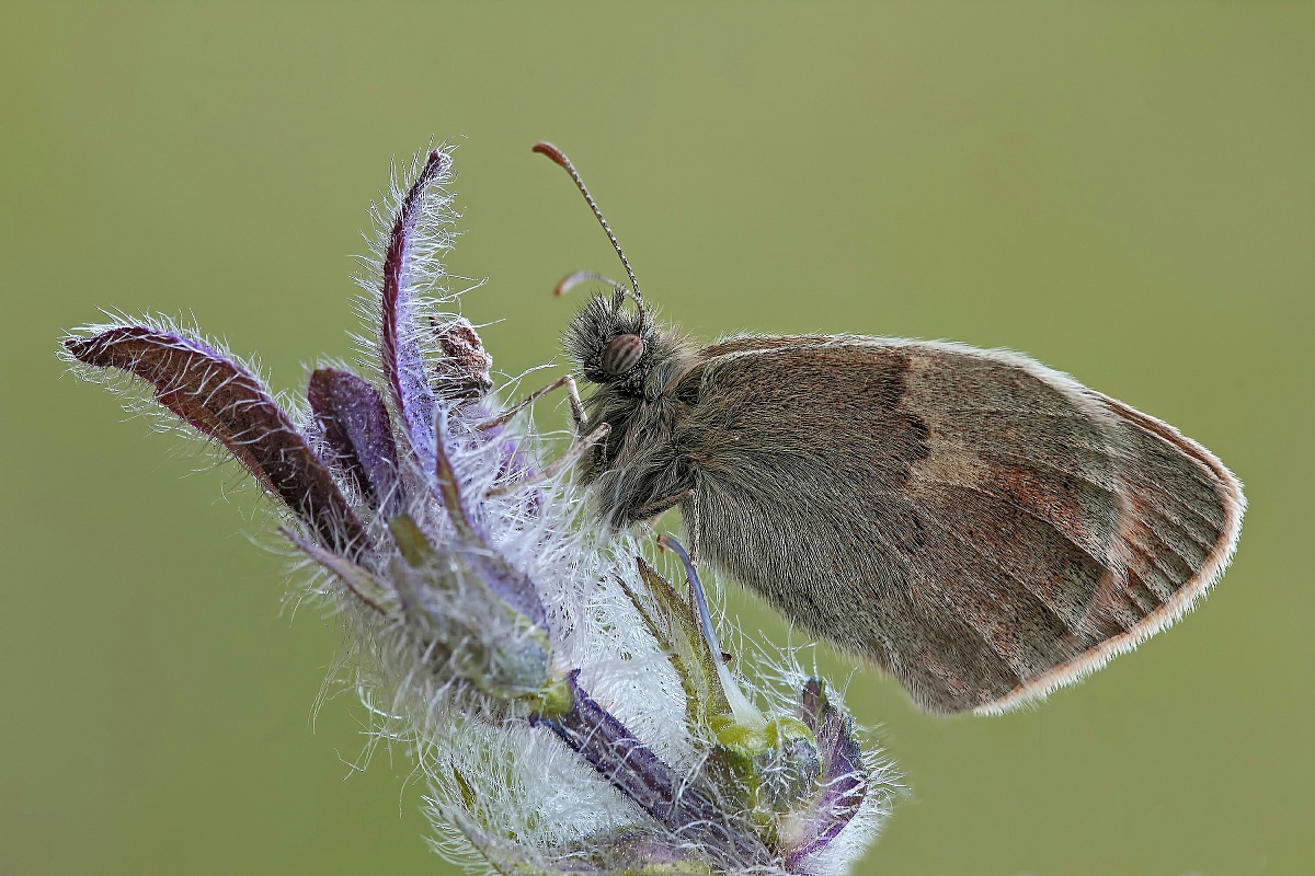 Pelo e....Contropelo !