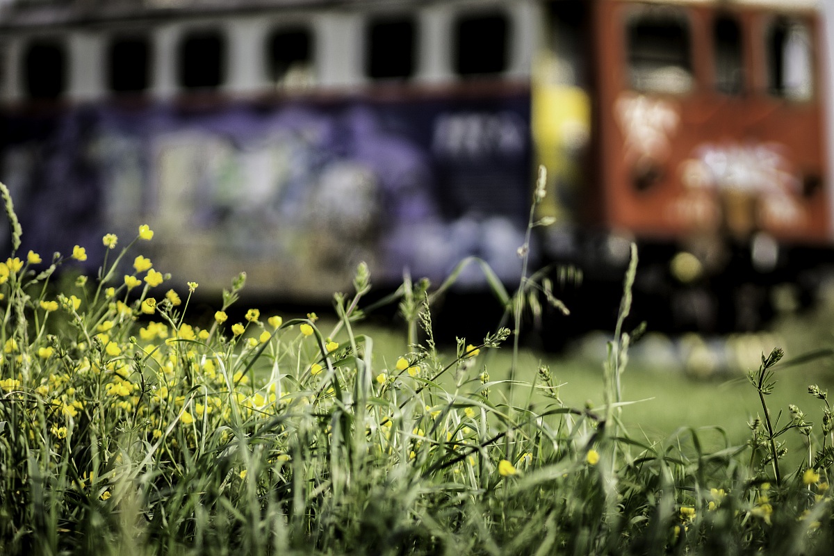 Sprazzi di primavera