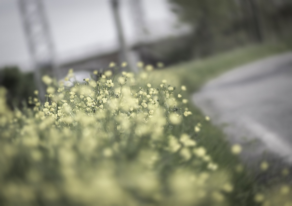 Malattia di Primavera