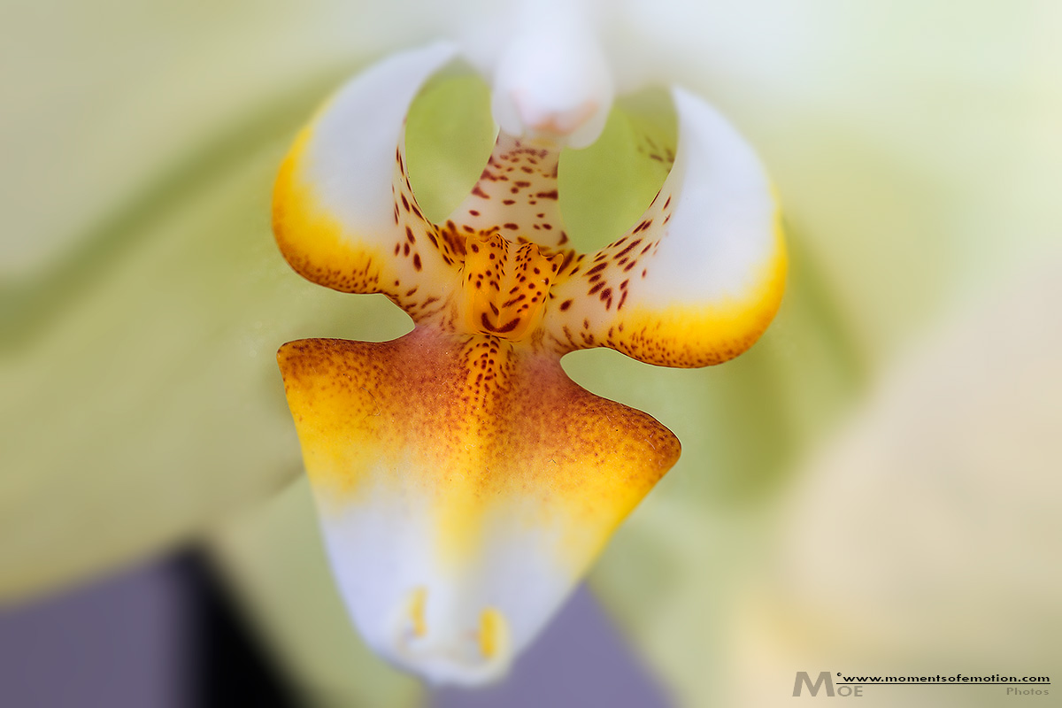 "Il cuore dell'Orchidea"