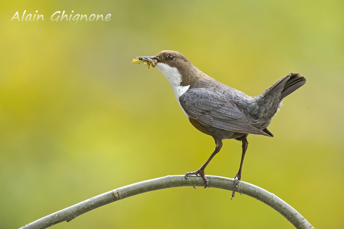acquaiolo su posatoio inusuale