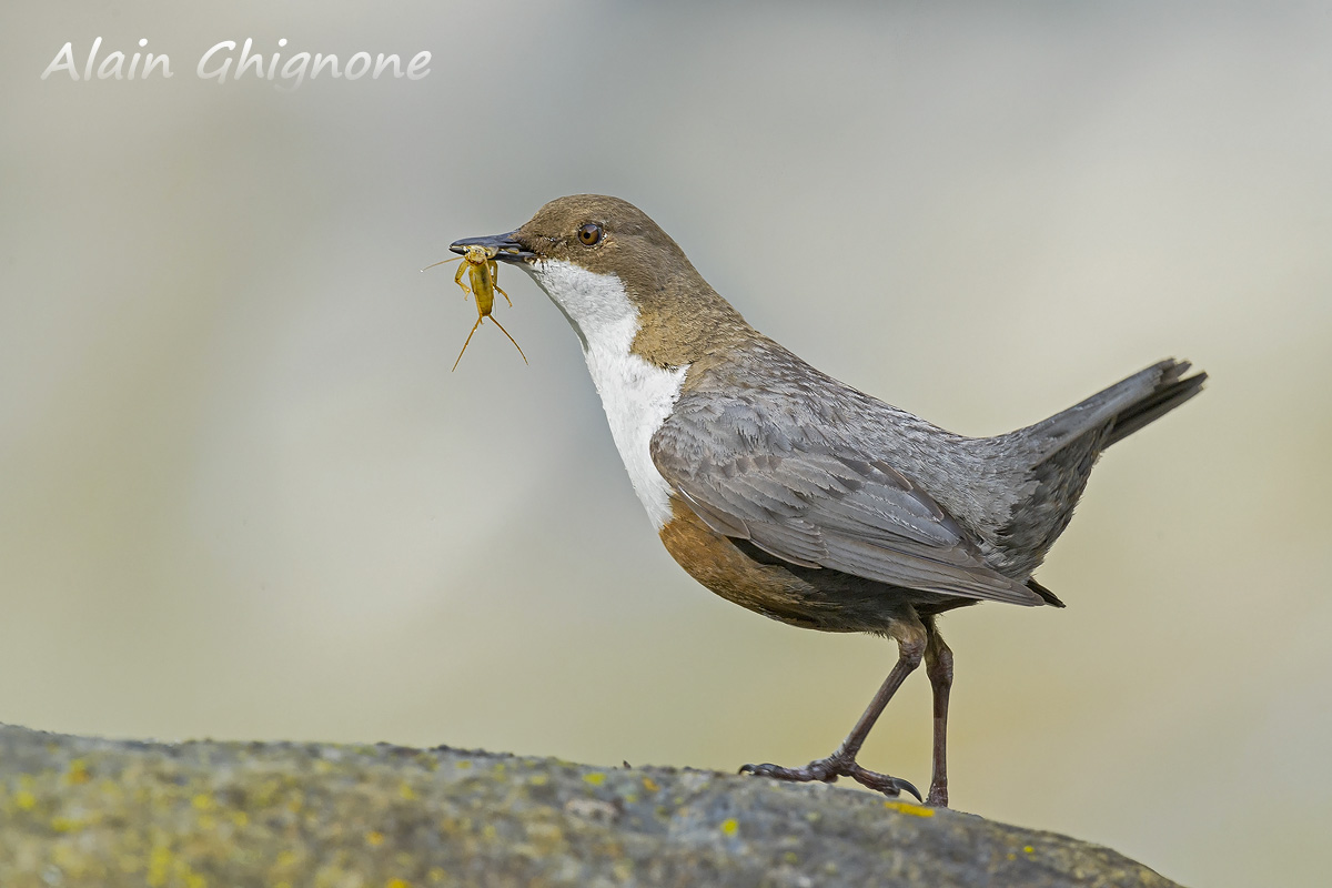una sola... prelibatezza