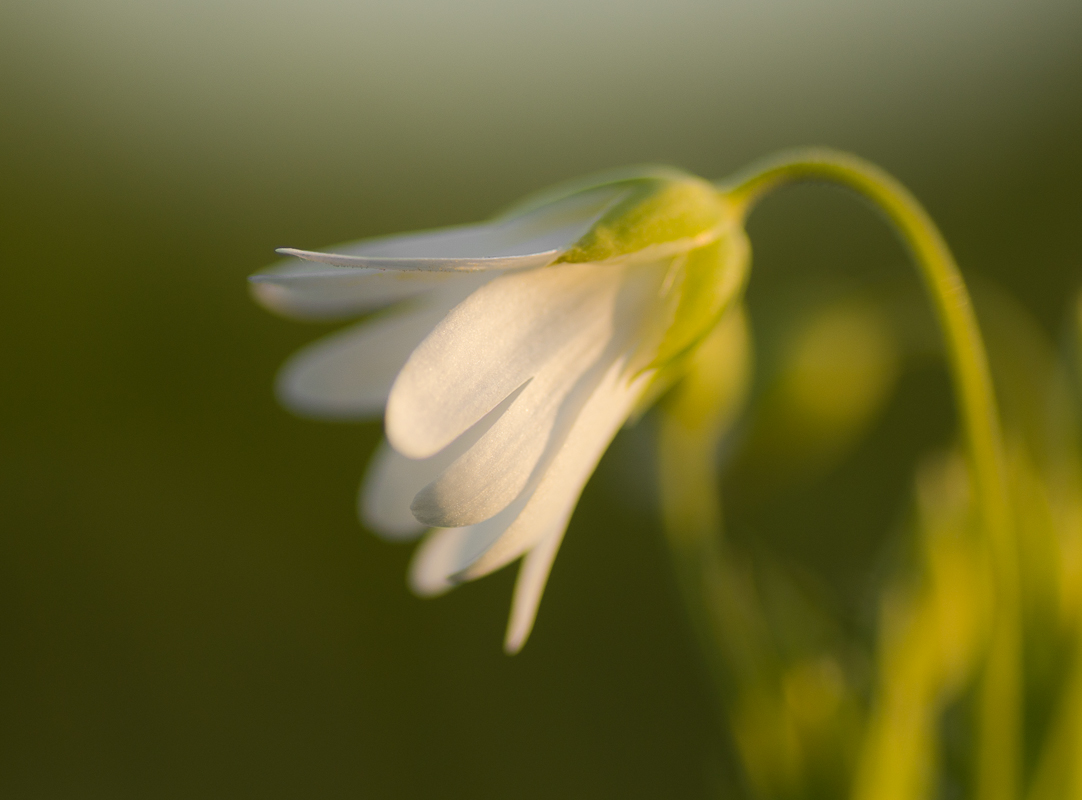 Piccolo fiore nel bosco