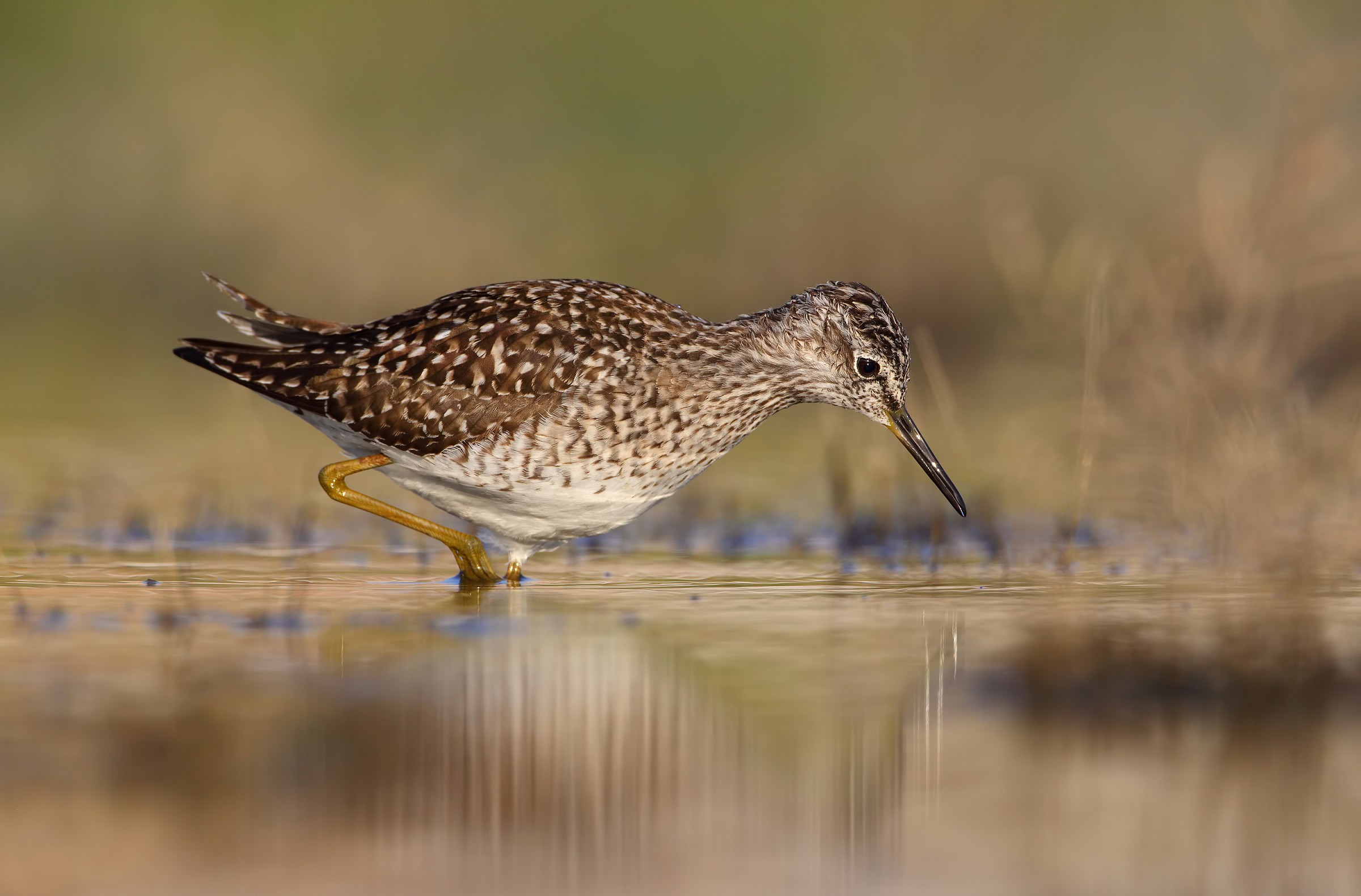 Piro piro boschereccio