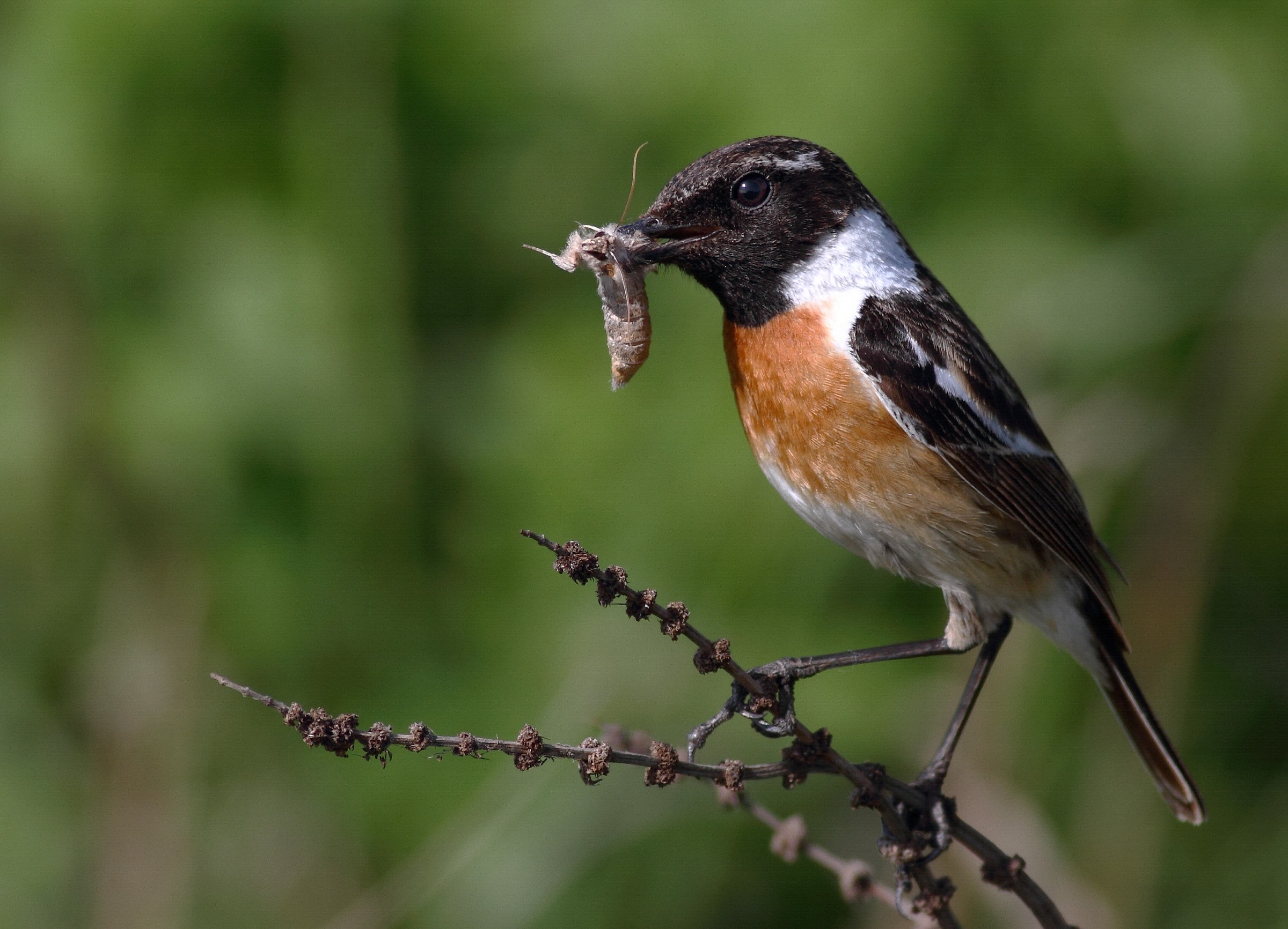 Stonechat comune - Saxicola torquatus