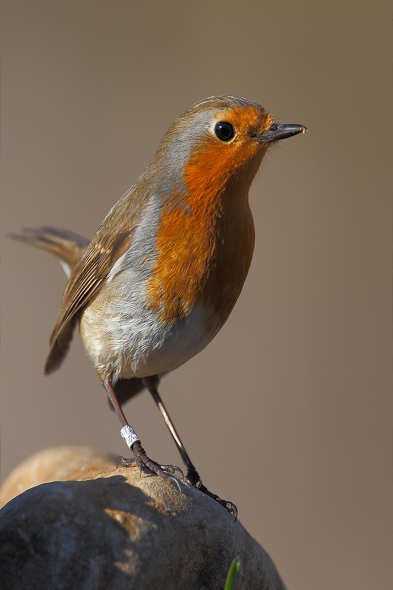 Erithacus rubecula