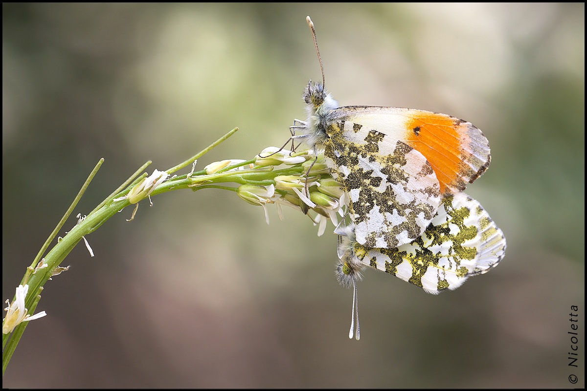 Anthocharis Cardamines